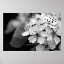 Recherche de branche fleurs cerisier posters Cerise