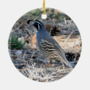 Search for quail ornaments Wildlife