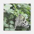 Recherche de cerf volant magnets Nature