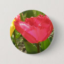 Search for tulip pictures buttons Red