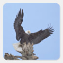 Search for wings of eagles stickers Bird of prey