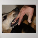 Search for dog bite posters Biting