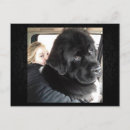 Recherche de dog pâques cartes Chiot