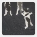 Recherche de husky puppy autocollants Animal