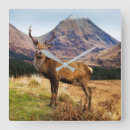 Search for stag clocks Animal