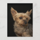 Search for yorkies photography Nature