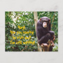 Recherche de chimpanzee postcards Zoo