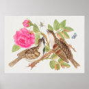 Search for vintage bird illustrations posters Nature