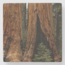 Search for redwood national park coasters Sequoia
