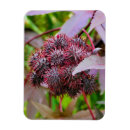 Search for seed kitchen dining Plant