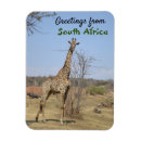 Search for south africa magnets Giraffe