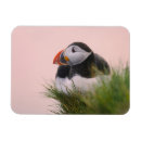 Recherche de macareux atlantique magnets Animal