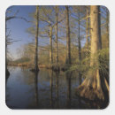 Search for cypress stickers Nature