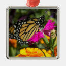 Recherche de papillon de monarque ornements Nature