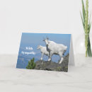 Search for mountain goat cards White