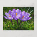 Recherche de crocus cartes postales Floral