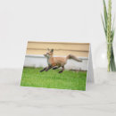 Search for kit cards Wildlife