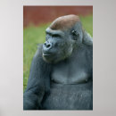 Recherche de primats posters Nature