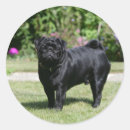 Search for black camera stickers Pug
