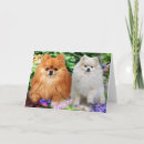 Search for pom dog cards Poms