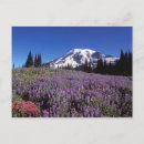 Recherche de summer cartes postales Tree