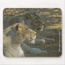 Search for lion mousepads Wildlife