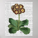 Search for primula Primula auricula