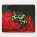Search for dart frog electronics Amphibian