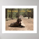 Search for alertness posters Dog