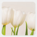 Search for white tulips stickers Simple