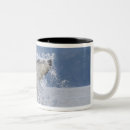 Recherche de flux tasses Faune