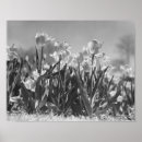 Recherche de tulipes noires posters Fleurs