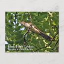 Recherche de bec cartes postales Faune