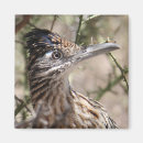 Recherche de roadrunner photographie Faune