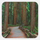 Search for redwood forest stickers Woods