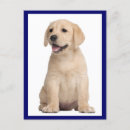 Search for labrador retriever dog postcards Thinking of you