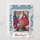 Search for funny animal photos cards Dog