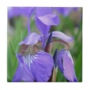 Recherche de iris carreaux Floral