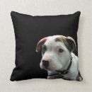 Recherche de chien terrier décoration coussins Pitbull