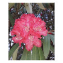 Recherche de arbres rouges posters Jardin