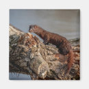 Search for study magnets Wildlife