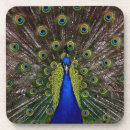 Search for peacock coasters Photography