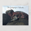 Search for galapagos islands postcards Iguana
