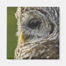 Recherche de rapaces magnets Faune