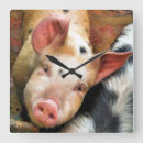 Search for pig clocks Animals