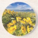 Search for bisons coasters Landscape