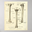 Recherche de tibia Anatomie