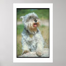 Recherche de miniature posters Schnauzer