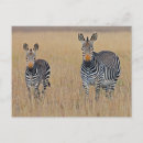 Recherche de africain cartes postales Zèbre