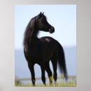 Recherche de stallion posters Noir